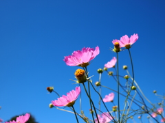 花開く