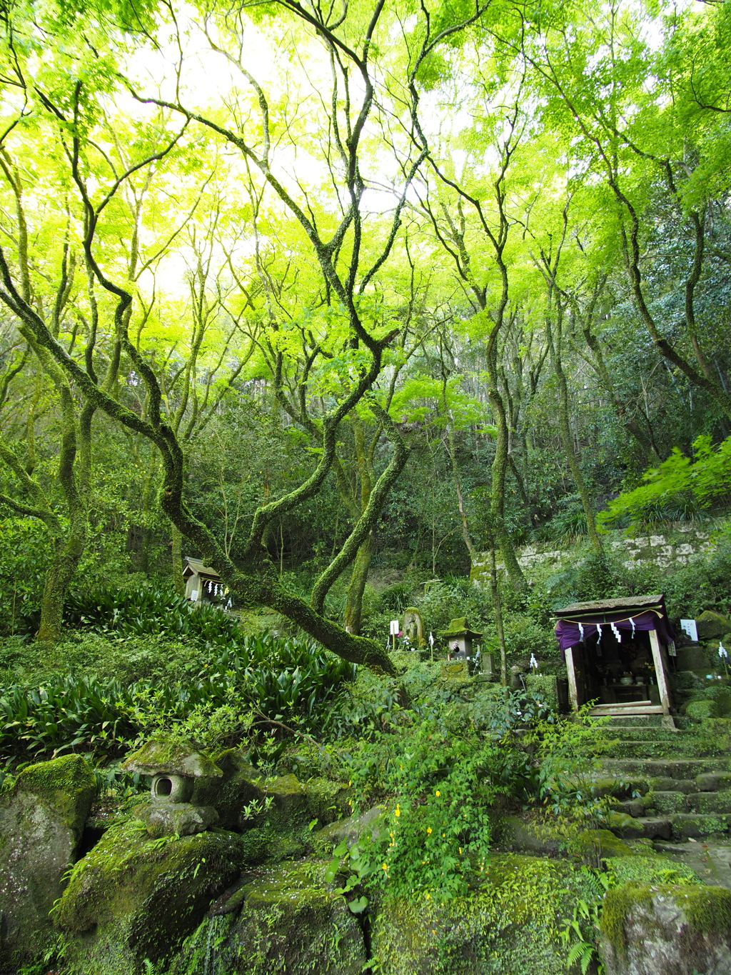 深緑の信仰