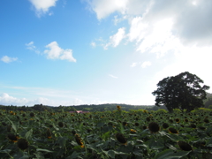 夏も終わり