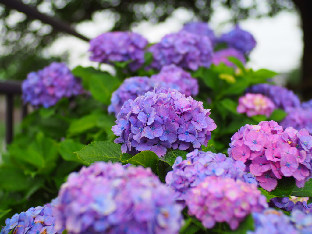 purple