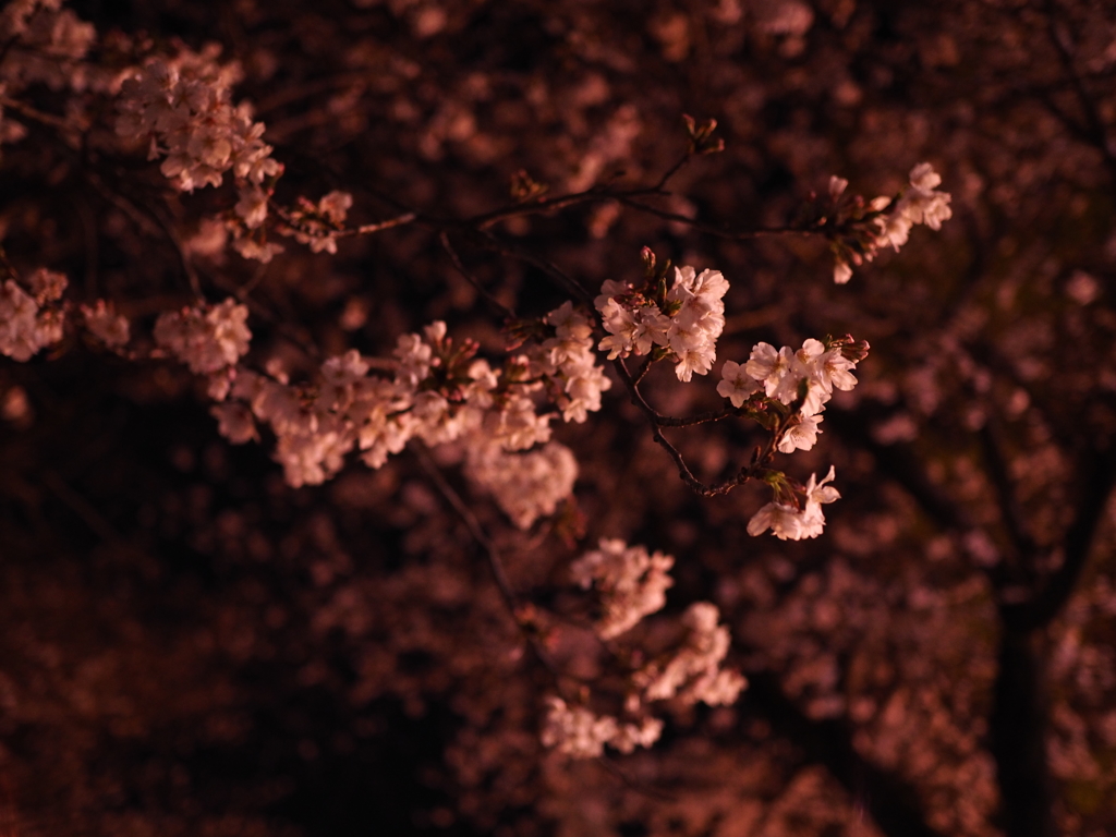 夜桜