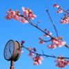 桜時間