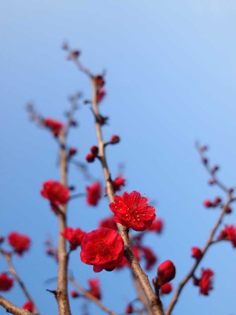 紅梅
