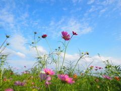 秋空を仰ぐ