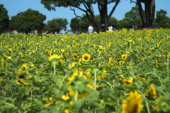 振り返る夏