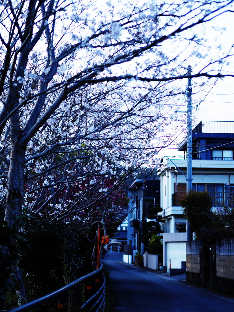 桜道