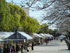 桜と木市