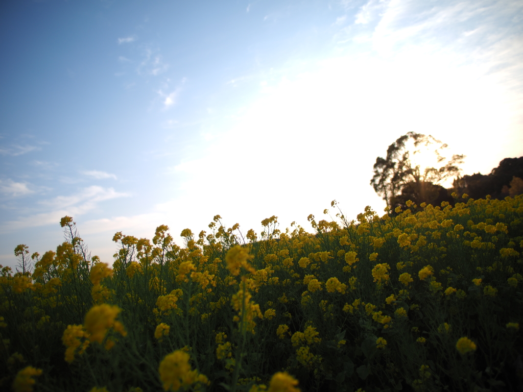 近くの花を