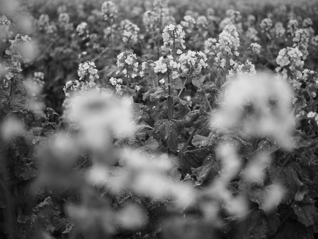monochrome　flower