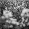 monochrome　flower