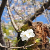 届きそう