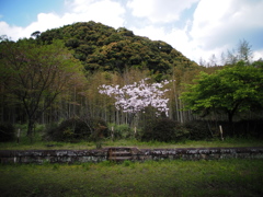 見送る桜