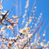 香梅