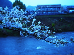 雨桜