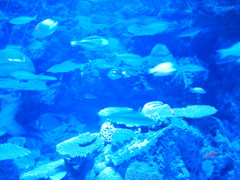 アクアリウム