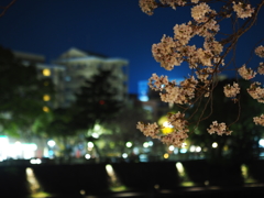 夜桜