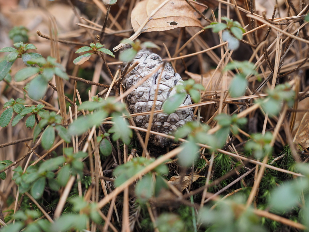 hide and seek