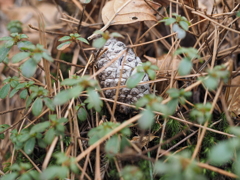 hide and seek