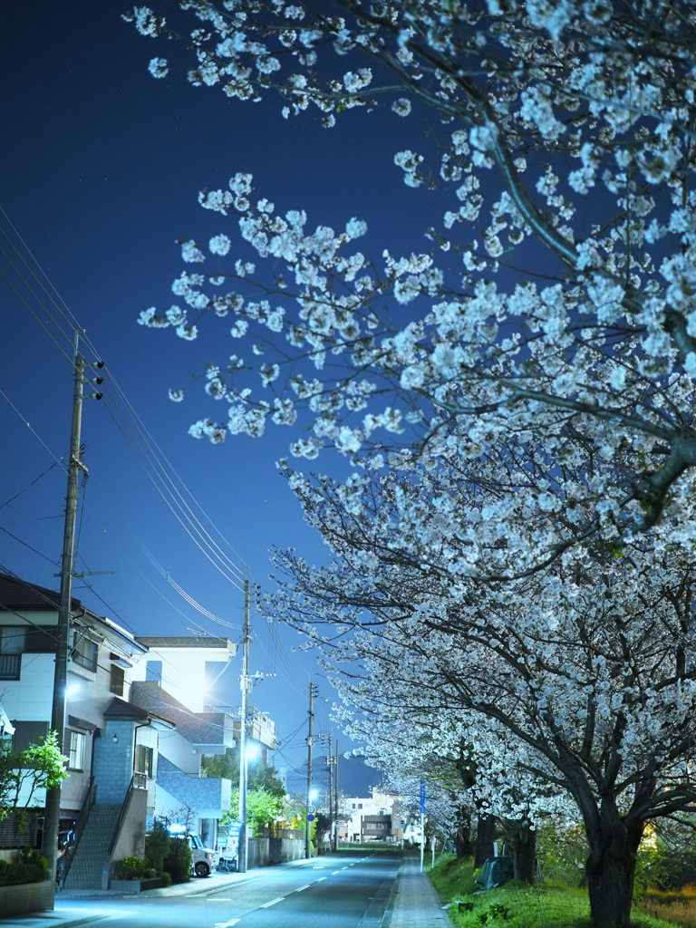 静かな花見