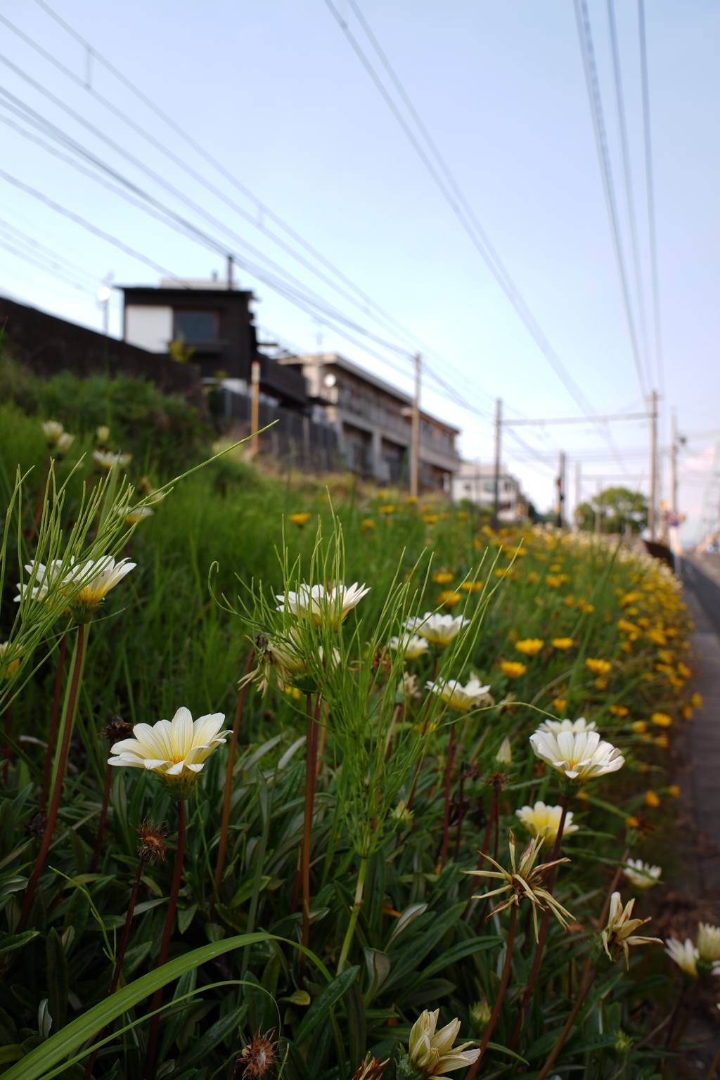 路傍に咲く