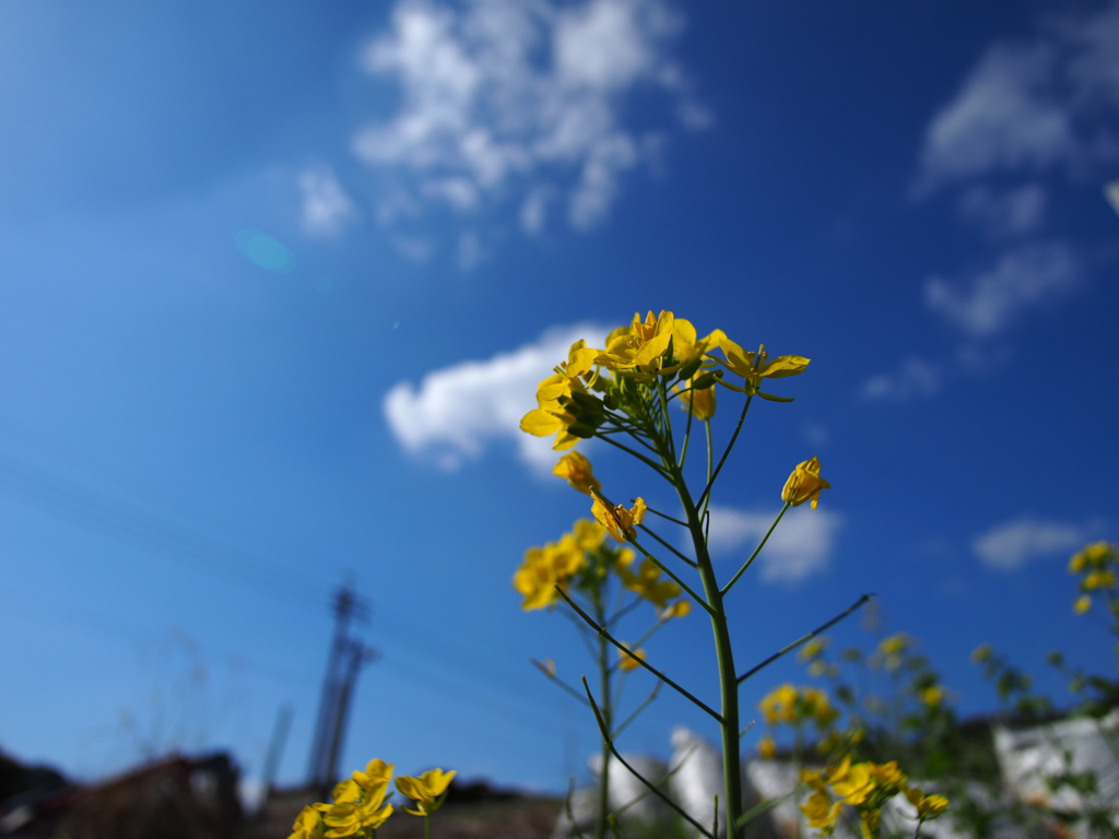 空と菜の花