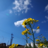 空と菜の花