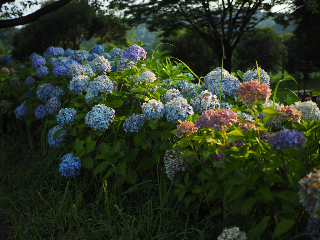 最後の紫陽花