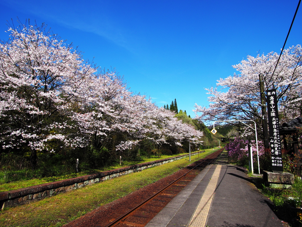 桜は続くよどこまでも