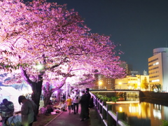 秋の夜桜