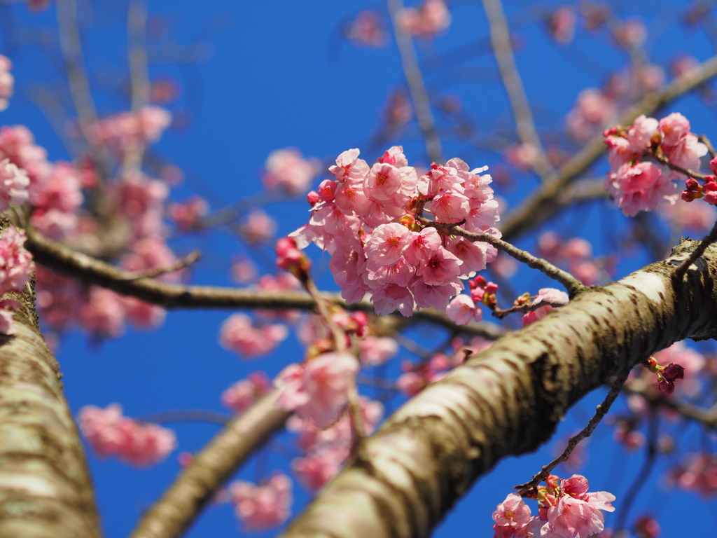 一点集中花見