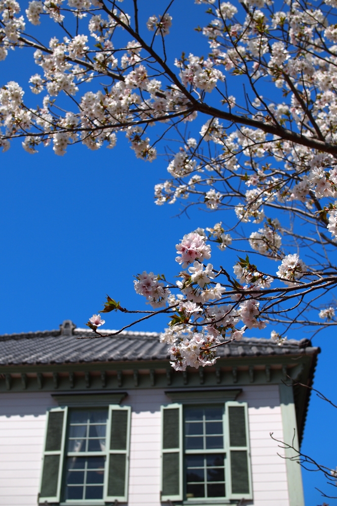 桜が咲くころ