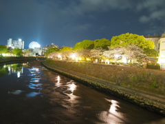 桜の続く道