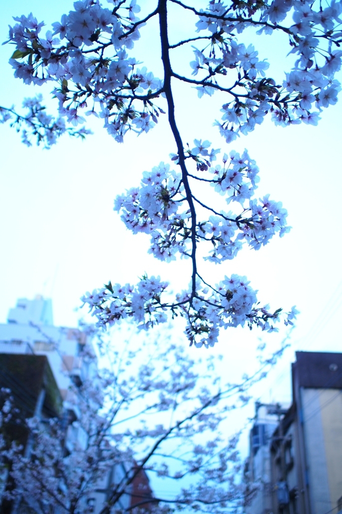 繁華街の桜