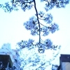 繁華街の桜