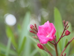 木瓜１