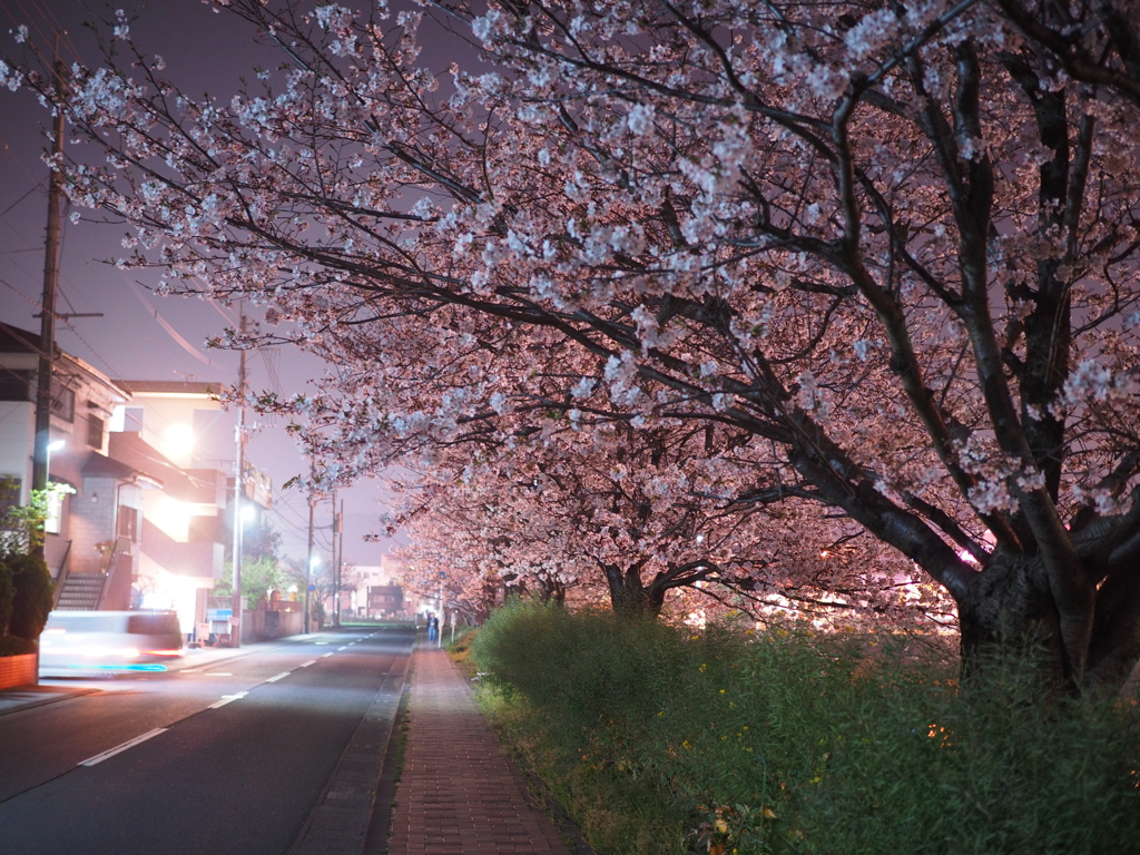 見る人なくとも満開