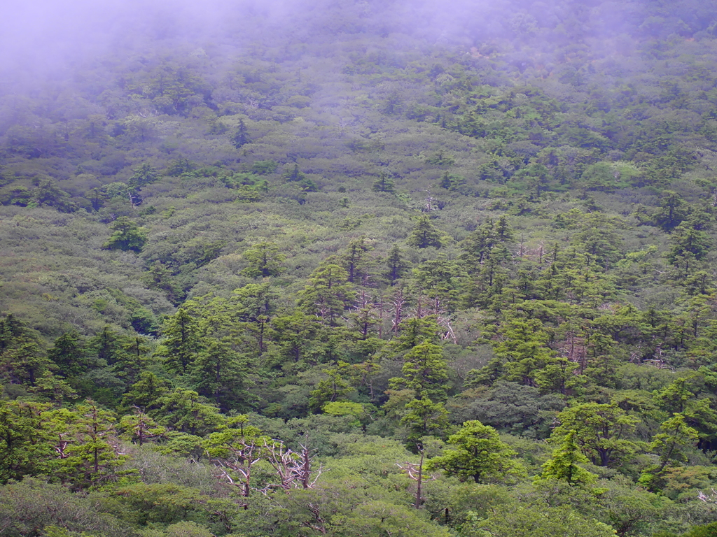 高山森林帯