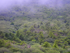 高山森林帯