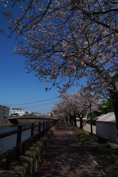 春の甲突川