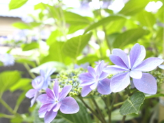 紫陽花？