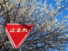 止まれ