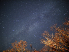 白鳥が飛ぶ夜空