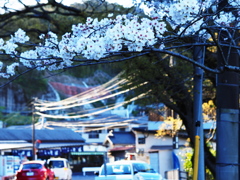 桜のある暮らし