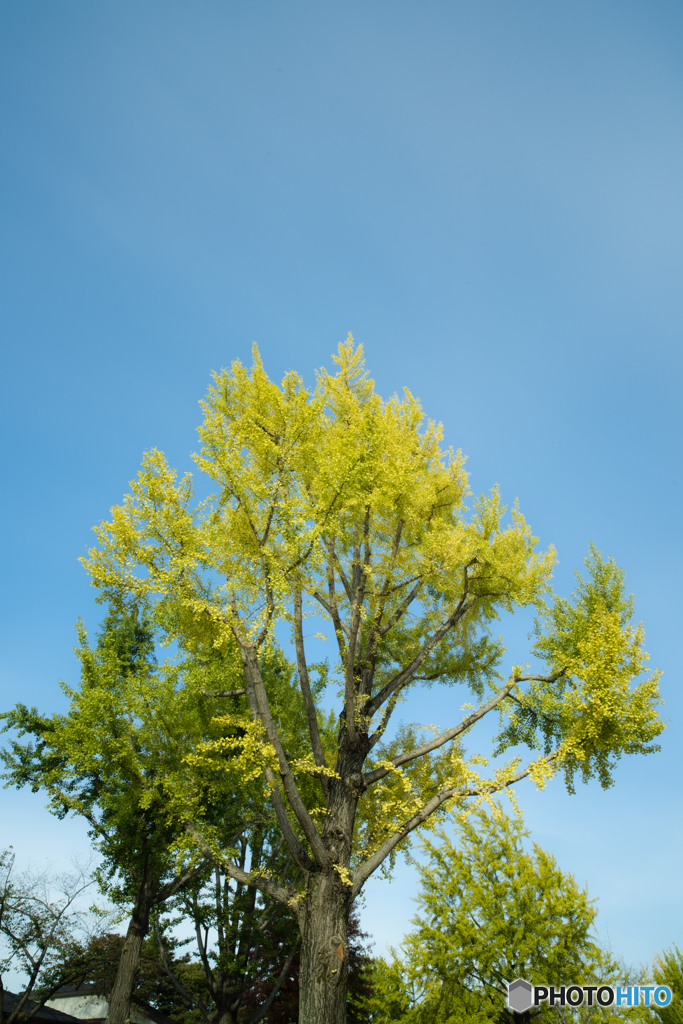 maiden hair tree”2