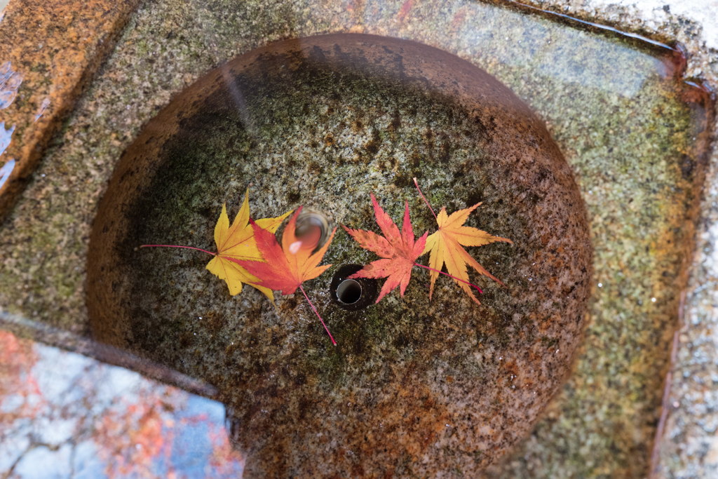 箱根美術館庭園#1