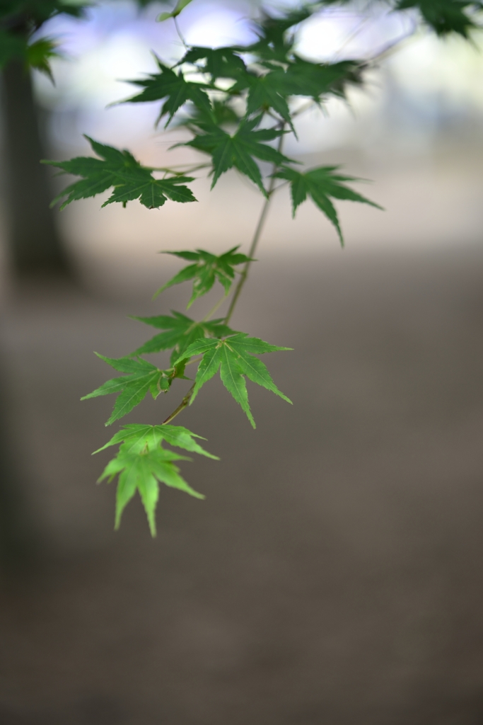 代々木公園