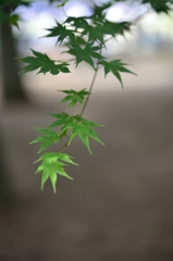 代々木公園
