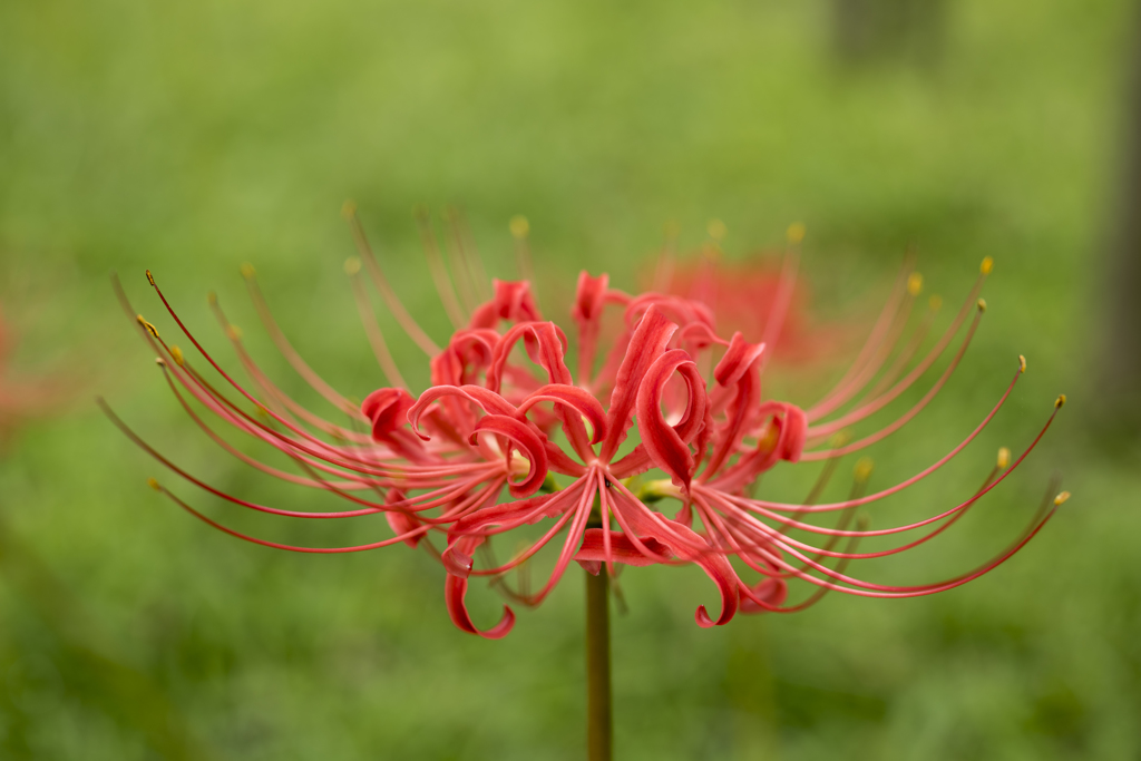 Lycoris2