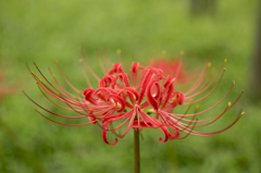 Lycoris2