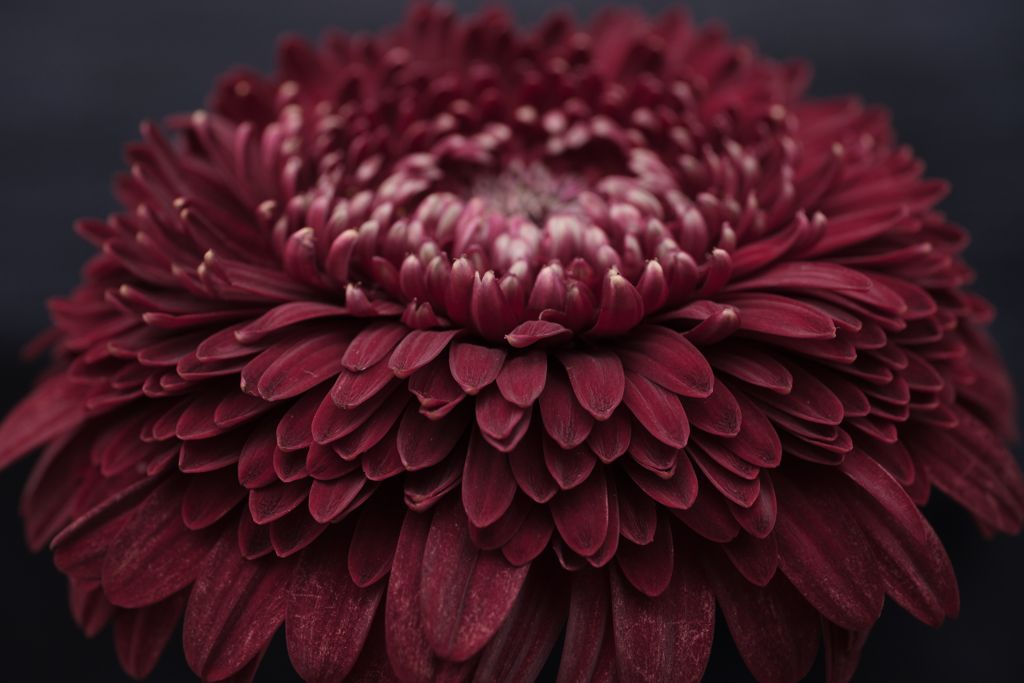 Gerbera